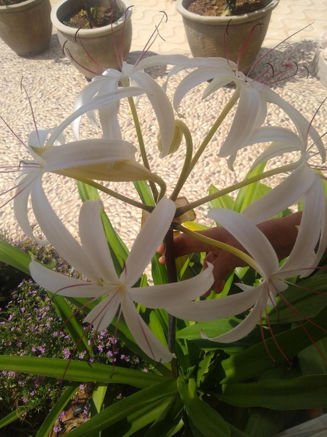 Flor De Mandacaru Pousada Boqueirao  Kültér fotó