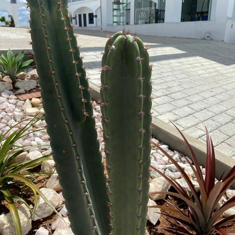 Flor De Mandacaru Pousada Boqueirao  Kültér fotó